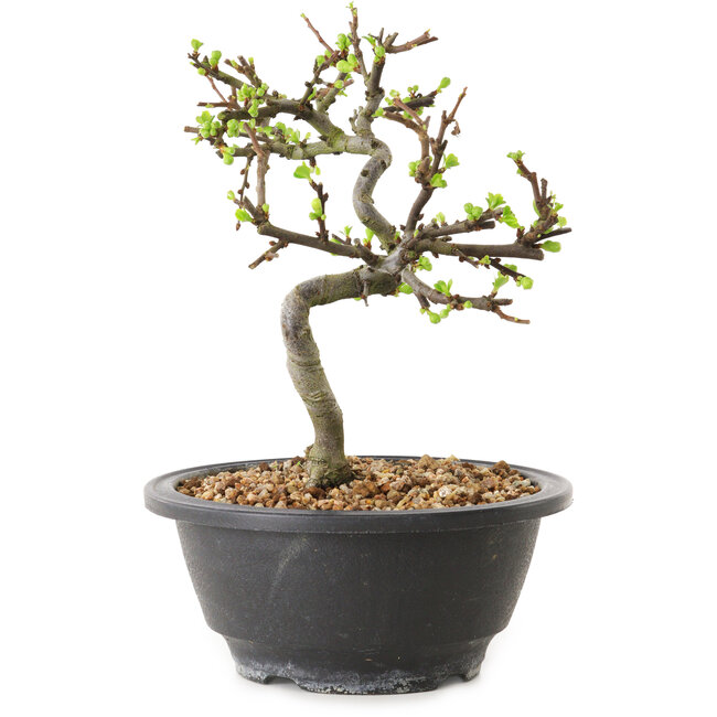 Chaenomeles speciosa con flores blancas, 16 cm, ± 12 años de edad.