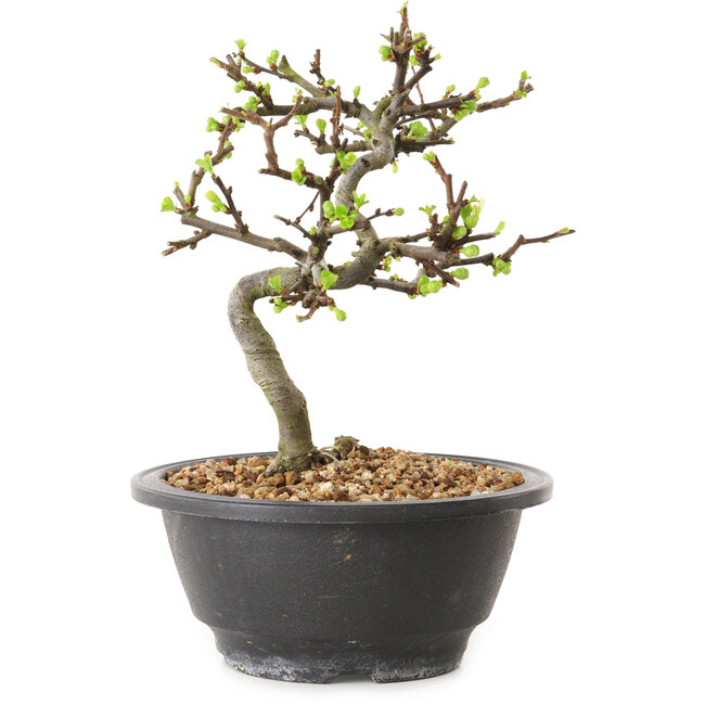 Chaenomeles speciosa à fleurs blanches, 16 cm, ± 12 ans