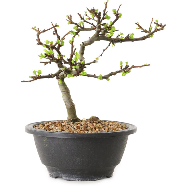 Chaenomeles speciosa with white flowers, 16 cm, ± 12 years old