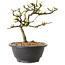 Chaenomeles speciosa met witte bloemen, 16 cm, ± 12 jaar oud