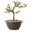 Chaenomeles speciosa mit weißen Blüten, 16 cm, ± 12 Jahre alt