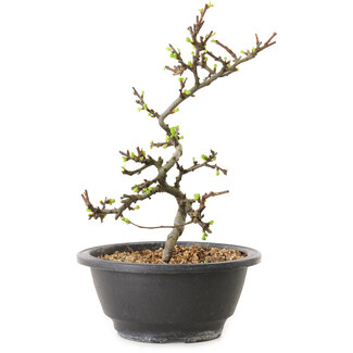 Chaenomeles speciosa con fiori bianchi, 16 cm, ± 12 anni di età