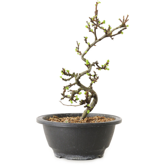 Chaenomeles speciosa met witte bloemen, 16 cm, ± 12 jaar oud
