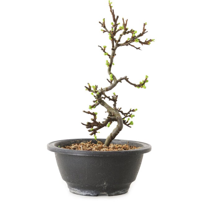 Chaenomeles speciosa mit weißen Blüten, 16 cm, ± 12 Jahre alt