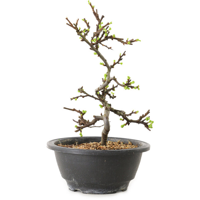 Chaenomeles speciosa à fleurs blanches, 16 cm, ± 12 ans