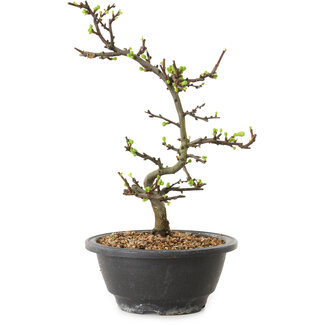 Chaenomeles speciosa à fleurs blanches, 16 cm, ± 12 ans