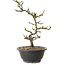 Chaenomeles speciosa met witte bloemen, 16 cm, ± 12 jaar oud