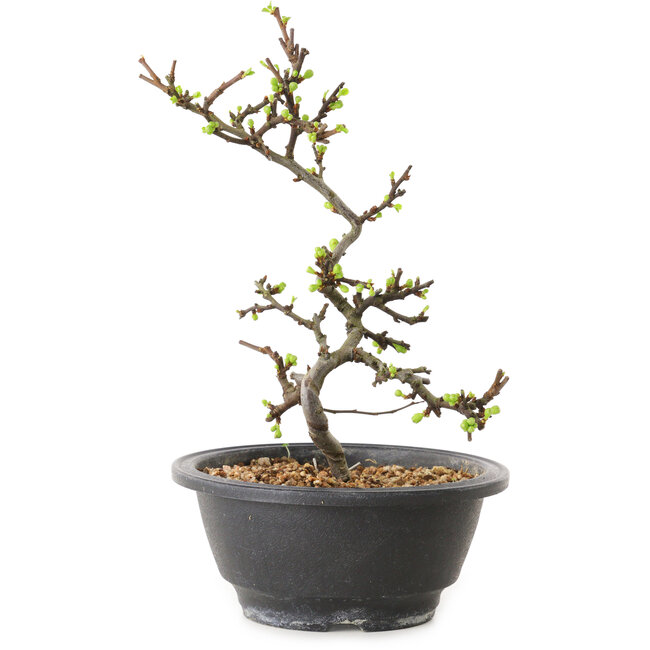 Chaenomeles speciosa à fleurs blanches, 16 cm, ± 12 ans