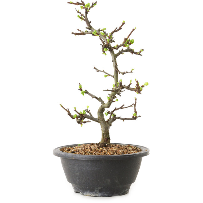 Chaenomeles speciosa con fiori bianchi, 16 cm, ± 12 anni di età