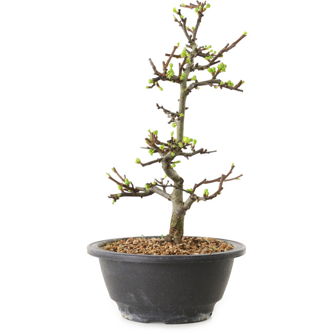 Chaenomeles speciosa con fiori bianchi, 16 cm, ± 12 anni di età