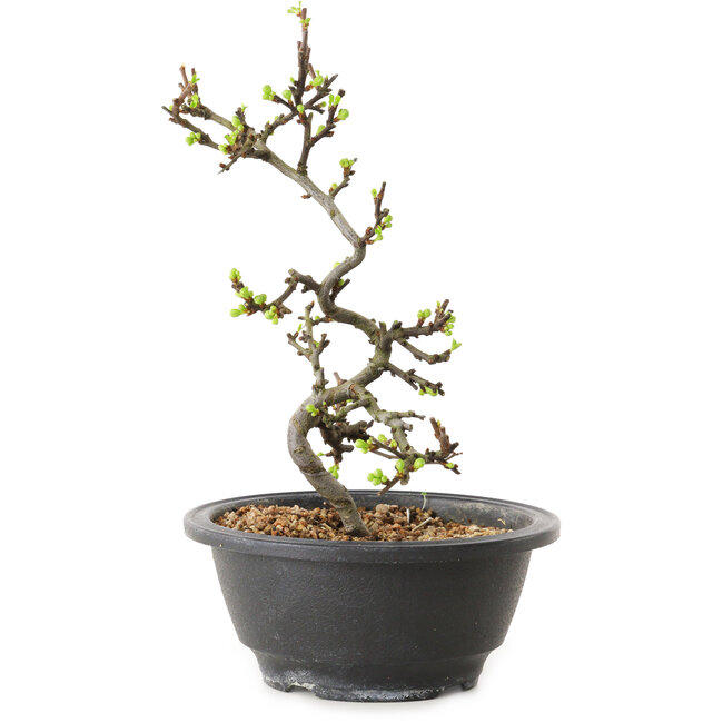 Chaenomeles speciosa mit weißen Blüten, 16 cm, ± 12 Jahre alt