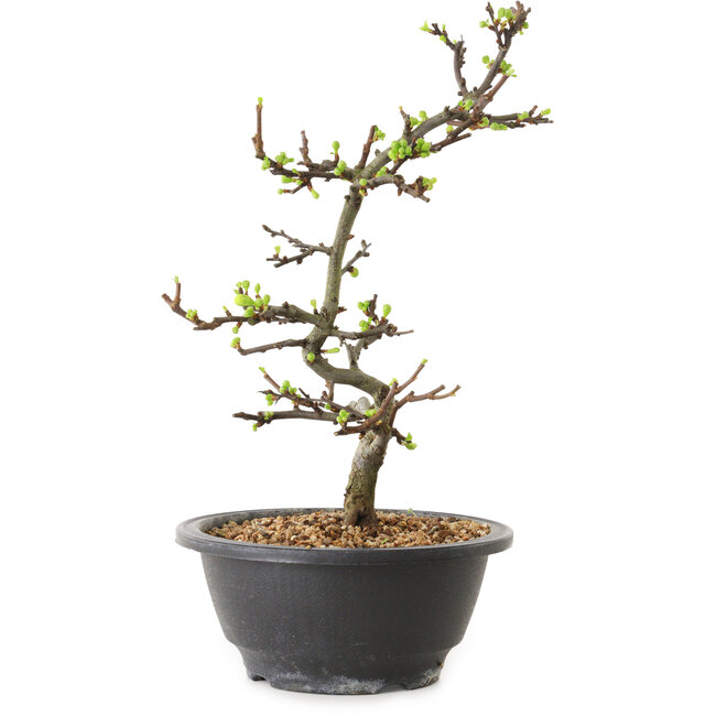 Chaenomeles speciosa with white flowers, 16 cm, ± 12 years old