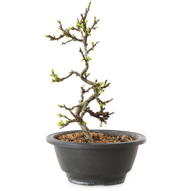 Chaenomeles speciosa with white flowers, 16 cm, ± 12 years old