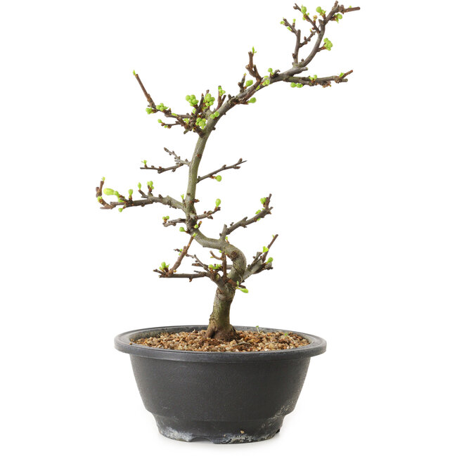 Chaenomeles speciosa mit weißen Blüten, 16 cm, ± 12 Jahre alt