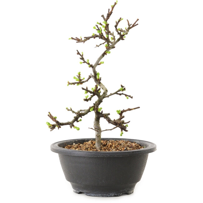 Chaenomeles speciosa with white flowers, 16 cm, ± 12 years old