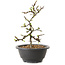 Chaenomeles speciosa met witte bloemen, 16 cm, ± 12 jaar oud