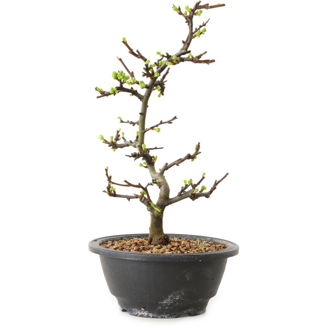 Chaenomeles speciosa met witte bloemen, 16 cm, ± 12 jaar oud