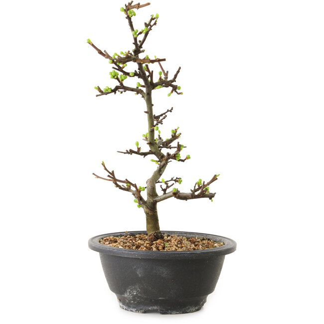Chaenomeles speciosa con fiori bianchi, 16 cm, ± 12 anni di età