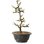 Chaenomeles speciosa mit weißen Blüten, 16 cm, ± 12 Jahre alt