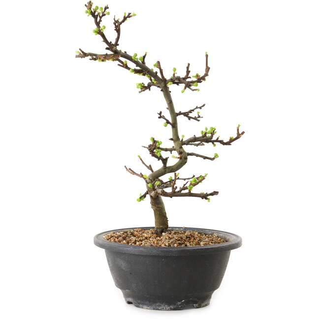 Chaenomeles speciosa met witte bloemen, 16 cm, ± 12 jaar oud