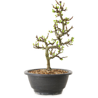 Chaenomeles speciosa à fleurs blanches, 16 cm, ± 12 ans