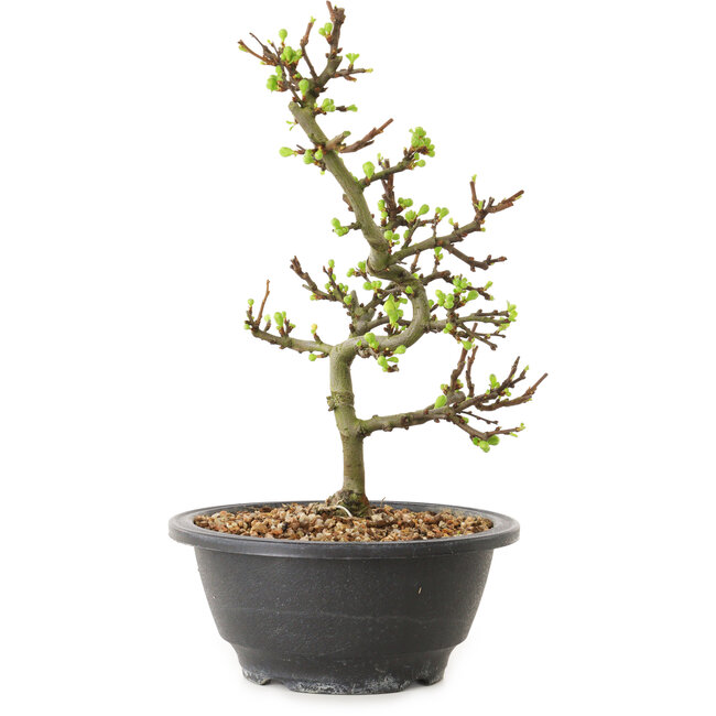 Chaenomeles speciosa mit weißen Blüten, 16 cm, ± 12 Jahre alt