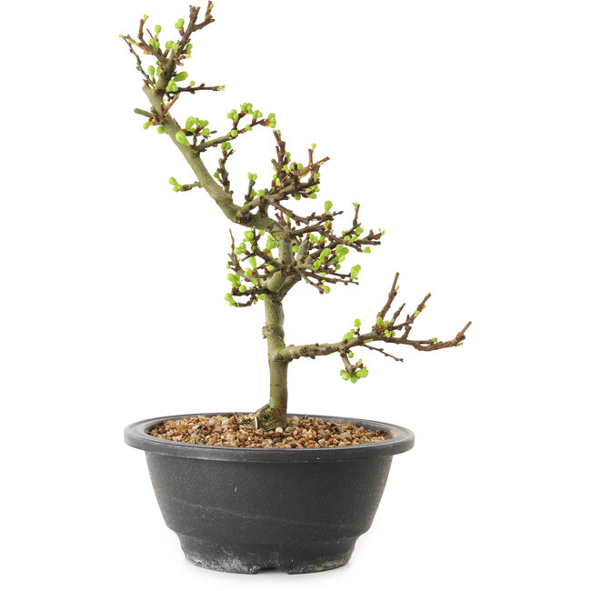 Chaenomeles speciosa con flores blancas, 16 cm, ± 12 años de edad.