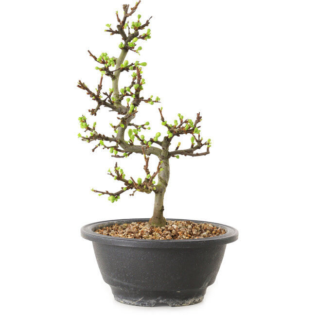 Chaenomeles speciosa con flores blancas, 16 cm, ± 12 años de edad.