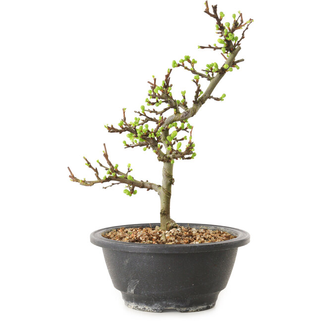 Chaenomeles speciosa à fleurs blanches, 16 cm, ± 12 ans