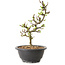 Chaenomeles speciosa met witte bloemen, 16 cm, ± 12 jaar oud