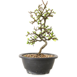 Chaenomeles speciosa à fleurs blanches, 16 cm, ± 12 ans