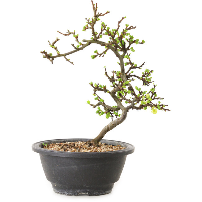 Chaenomeles speciosa con fiori bianchi, 16 cm, ± 12 anni di età