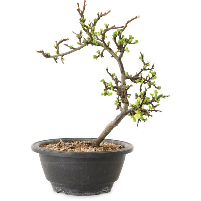 Chaenomeles speciosa con fiori bianchi, 16 cm, ± 12 anni di età