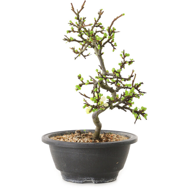 Chaenomeles speciosa à fleurs blanches, 16 cm, ± 12 ans