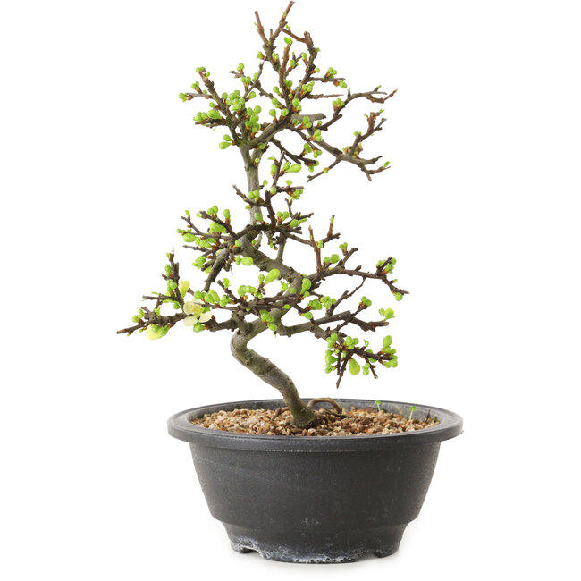 Chaenomeles speciosa con flores blancas, 16 cm, ± 12 años de edad.