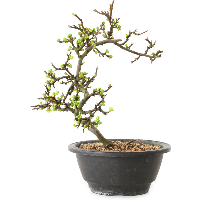 Chaenomeles speciosa à fleurs blanches, 16 cm, ± 12 ans