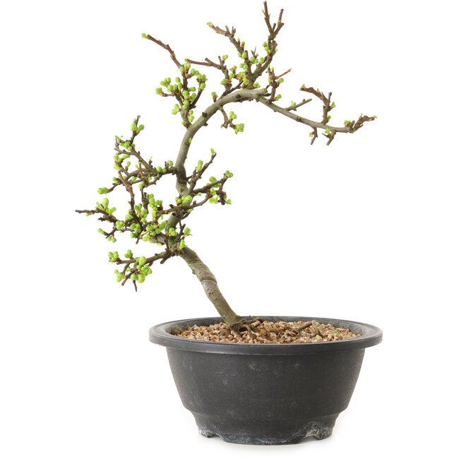 Chaenomeles speciosa mit weißen Blüten, 16 cm, ± 12 Jahre alt