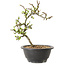 Chaenomeles speciosa met witte bloemen, 16 cm, ± 12 jaar oud