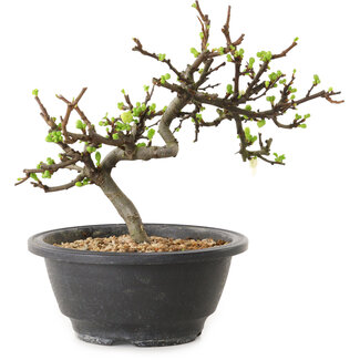 Chaenomeles speciosa with white flowers, 16 cm, ± 12 years old