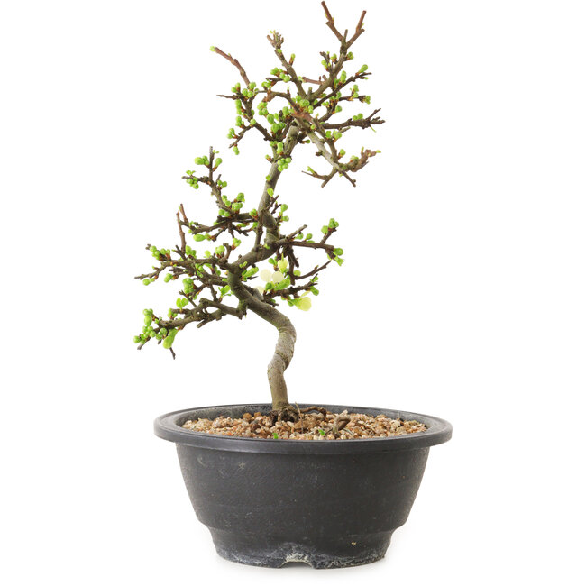 Chaenomeles speciosa with white flowers, 16 cm, ± 12 years old