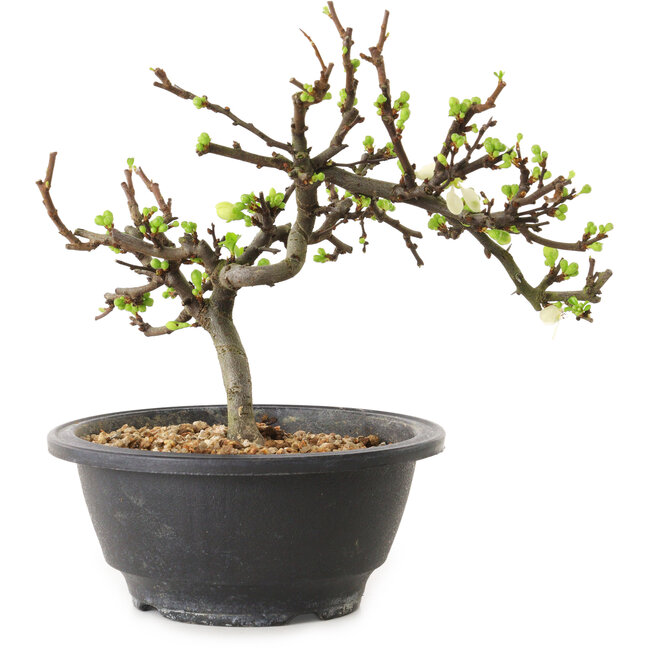 Chaenomeles speciosa mit weißen Blüten, 16 cm, ± 12 Jahre alt