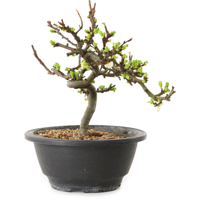 Chaenomeles speciosa con fiori bianchi, 16 cm, ± 12 anni di età