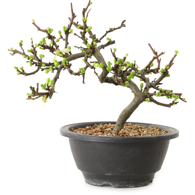 Chaenomeles speciosa à fleurs blanches, 16 cm, ± 12 ans