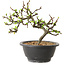 Chaenomeles speciosa met witte bloemen, 16 cm, ± 12 jaar oud