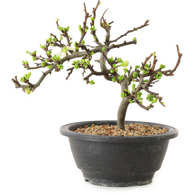 Chaenomeles speciosa à fleurs blanches, 16 cm, ± 12 ans