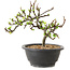 Chaenomeles speciosa met witte bloemen, 16 cm, ± 12 jaar oud