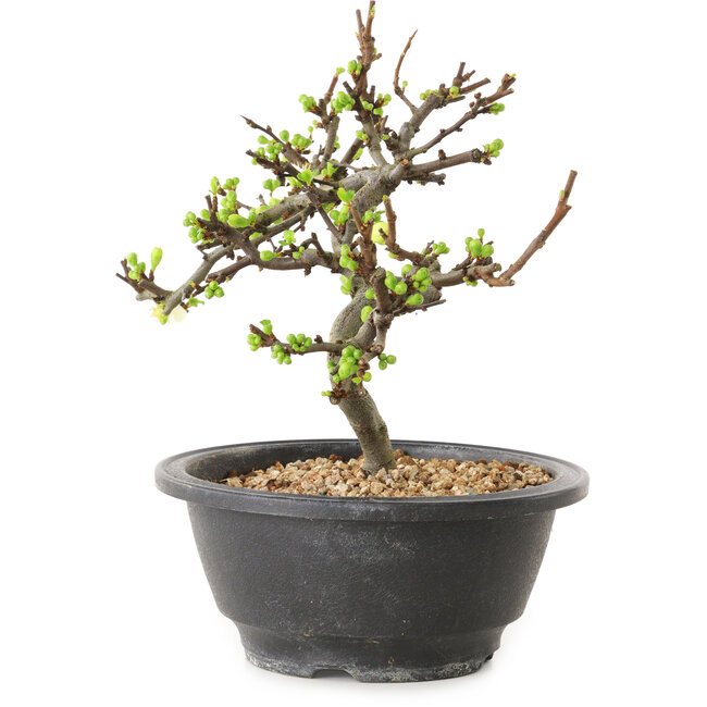 Chaenomeles speciosa with white flowers, 16 cm, ± 12 years old