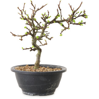 Chaenomeles speciosa with white flowers, 16 cm, ± 12 years old