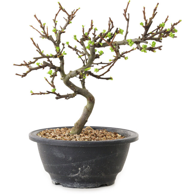 Chaenomeles speciosa mit weißen Blüten, 16 cm, ± 12 Jahre alt