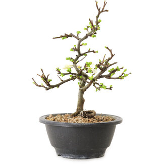 Chaenomeles speciosa con flores blancas, 16 cm, ± 12 años de edad.